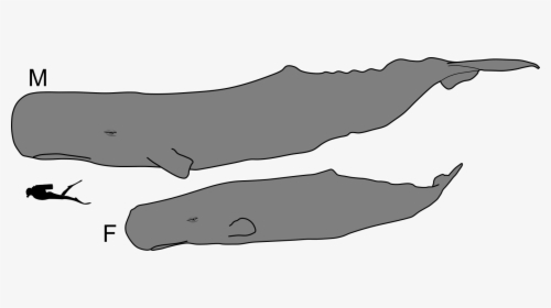 Sperm Whale Male And Female, HD Png Download, Transparent PNG