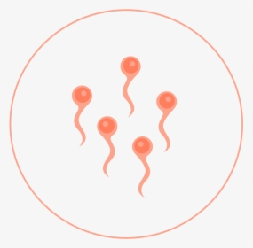 Circle, HD Png Download, Transparent PNG