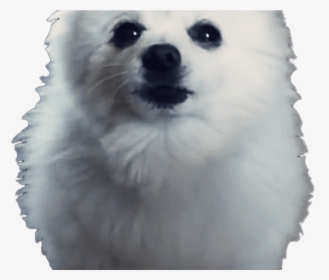 Doge Meme White Background - Billie Eilish Bad Dog Meme, HD Png Download, Transparent PNG
