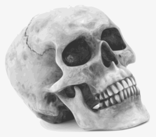 Skull, Skeleton, Human, Remains, Anatomy, Human Remains - Halloween Skull, HD Png Download, Transparent PNG