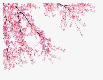 Blooming Peach Tree - Transparent Background Cherry Blossom Png, Png Download, Transparent PNG