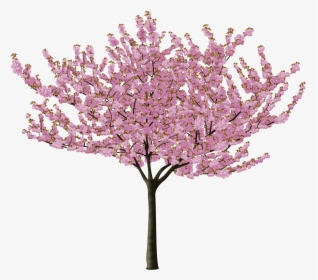 Cherry Blossom Tree Png, Transparent Png, Transparent PNG