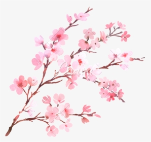 Watercolor With Spring Tree Branch In Blossom - Cherry Blossom Background Png, Transparent Png, Transparent PNG