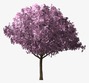 Transparent Cherry Blossom Tree Png, Png Download, Transparent PNG