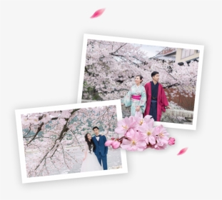 Best Cherry Blossoms Spots In Japan - Cherry Blossom, HD Png Download, Transparent PNG