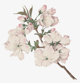 Transparent Cherry Blossom Png - Cherry Blossom Png Aquarell, Png Download, Transparent PNG