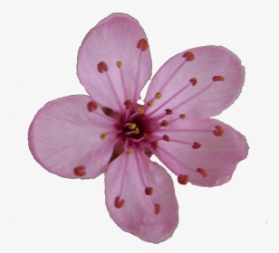 Flower Blossom Clipart - Cherry Blossom Single Flower, HD Png Download, Transparent PNG