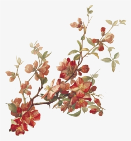 Cherry Blossoms Botanical Illustration, HD Png Download, Transparent PNG