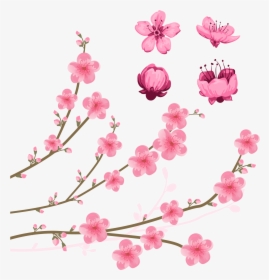 Cherry Blossom Drawing Illustration - Peach Blossom Flower Drawing, HD Png Download, Transparent PNG