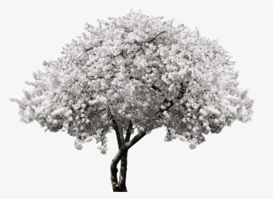 Nature, Tree, Blossom, Bloom, Cherry, Blossom, Spring - White Cherry Blossom Png, Transparent Png, Transparent PNG