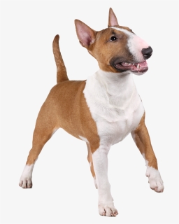 Transparent Bull Terrier Png - Miniature Bull Terrier, Png Download, Transparent PNG