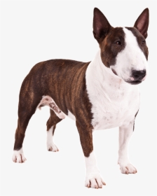 Breed,old English Terrier,bull Terrier ,bull And Terrier,carnivore,bull - Mini Bull Terrier Png, Transparent Png, Transparent PNG