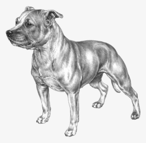 Staffordshire Bull Terrier Kopiere, HD Png Download, Transparent PNG