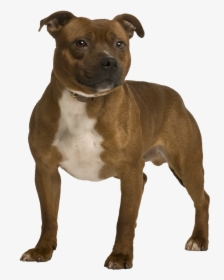 American Staffordshire Terrier, HD Png Download, Transparent PNG