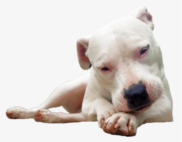 This Alt Value Should Not Be Empty If You Assign Primary - Dogo Argentino Png, Transparent Png, Transparent PNG