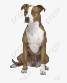 Transparent Bull Clipart - Girl Brown And White Pitbull, HD Png Download, Transparent PNG