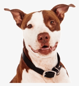 Mini Pitbull Brown And White, HD Png Download, Transparent PNG