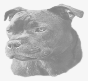 Staffordshire Bull Terrier , Png Download - Staffordshire Bull Terrier, Transparent Png, Transparent PNG