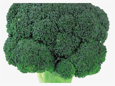 Transparent Clipart Broccoli - Broccoli Head Png, Png Download, Transparent PNG