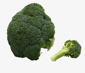 Broccoli Vegetable Immune System - Vegetable, HD Png Download, Transparent PNG