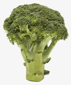 Cruciferous-vegetables - Broccoli Transparent, HD Png Download, Transparent PNG