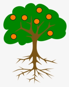 Cartoon Orange Tree - Tree Drawing With Fruits, HD Png Download, Transparent PNG