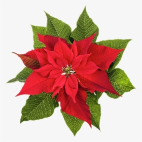Poinsettia Top View - Poinsettia December Birth Flower, HD Png Download, Transparent PNG