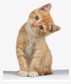 Kitten Transparent Background, HD Png Download, Transparent PNG