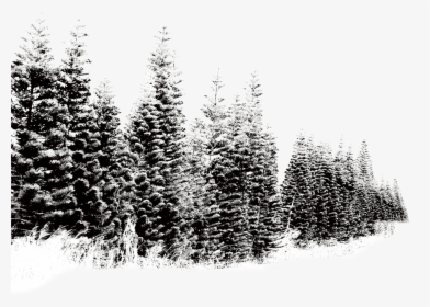 Clip Art Tree Winter Landscape Transprent - Winter Tree Snow Png, Transparent Png, Transparent PNG