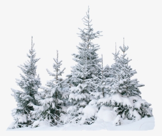 Terrieasterly Snow Snowtree Trees Tree Forest Ice Natu - Transparent Snow Tree Png, Png Download, Transparent PNG