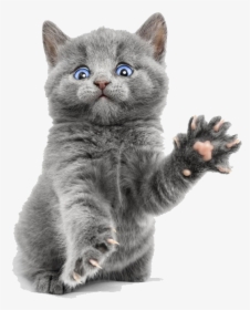 Scottish Fold Persian Cat Kitten Dog Hamster - Transparent Background Kitten Png, Png Download, Transparent PNG