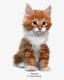 Tubes Chats Et Chatons Page 2 Cute Fluffy Kittens, - Fluffy Orange And White Kitten, HD Png Download, Transparent PNG