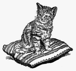 Transparent Kitten Clip Art - Vintage Kitten Cat Illustration Black And White, HD Png Download, Transparent PNG