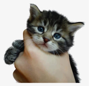 Cute Kitten Png - Kill Kittens, Transparent Png, Transparent PNG