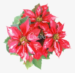 Clip Art Christmas Star Transparent Background - Poinsettia, HD Png Download, Transparent PNG