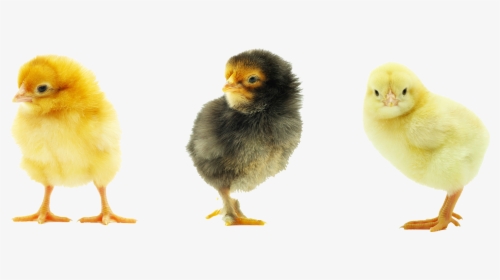 Baby Chicken Transparent Background, HD Png Download, Transparent PNG