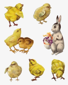 Digital Easter Chick Bunny Images - Vintage Easter Bunny Png, Transparent Png, Transparent PNG