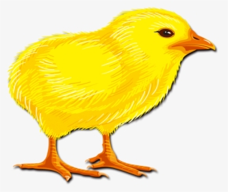 Hair Chicken Rooster Chick Transprent Png Free - Canary, Transparent Png, Transparent PNG