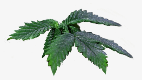 Transparent Real Weed Leaf Png - Elm, Png Download, Transparent PNG