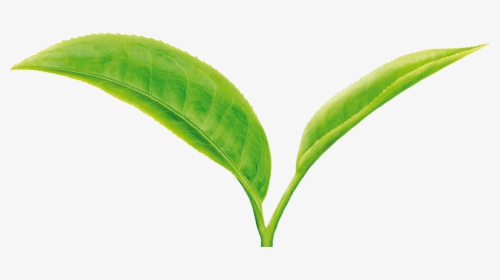 Tea Leaf Png - Green Tea Leaves Png, Transparent Png, Transparent PNG