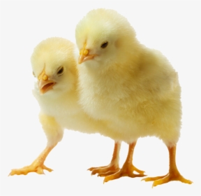 Chick Png Images Transparent Free Download - Chicken Chicks Transparent Background, Png Download, Transparent PNG