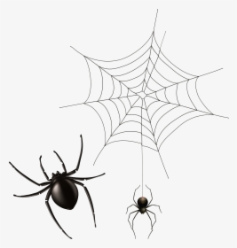 Spider And Cobweb Png Clipart Image - Transparent Background Spider Web Png, Png Download, Transparent PNG