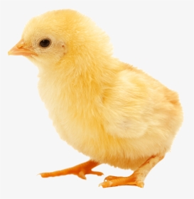Transparent Baby Chicken Clipart - Chick Png, Png Download, Transparent PNG