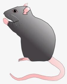 Rat Rodent Pest Mouse Animal Png Image - Cute Rat Pic Cartoon Png, Transparent Png, Transparent PNG