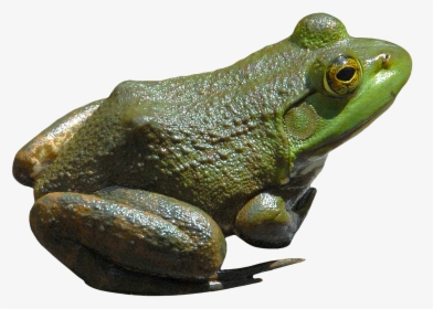 Frog,true Frog,tree Frog,barking Tree Frog,shrub Toad,gray - Png Frog, Transparent Png, Transparent PNG
