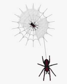 Download Halloween Web With Spiders Png Images Background - Clip Art, Transparent Png, Transparent PNG