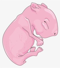 Transparent Rat Clip Art - Neonatal Rat, HD Png Download, Transparent PNG