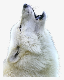 White Wolf - Close Up Of Wolf Face, HD Png Download, Transparent PNG