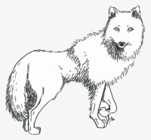 Transparent White Wolf Png - Png Wolf Drawing, Png Download, Transparent PNG