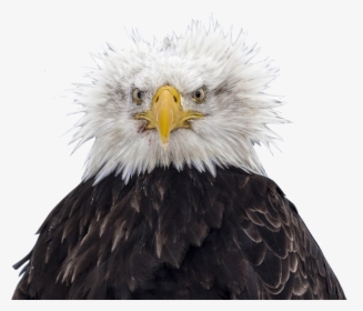 Clip Art Bald Eagle Nest Feather - Eagle Ruffled Feathers, HD Png Download, Transparent PNG